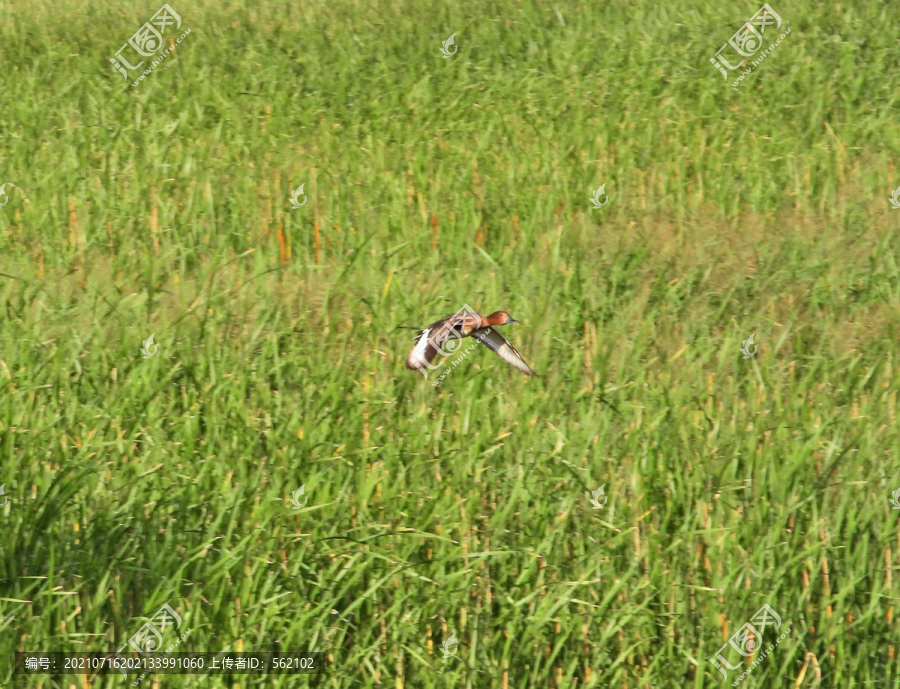 白眼潜鸭