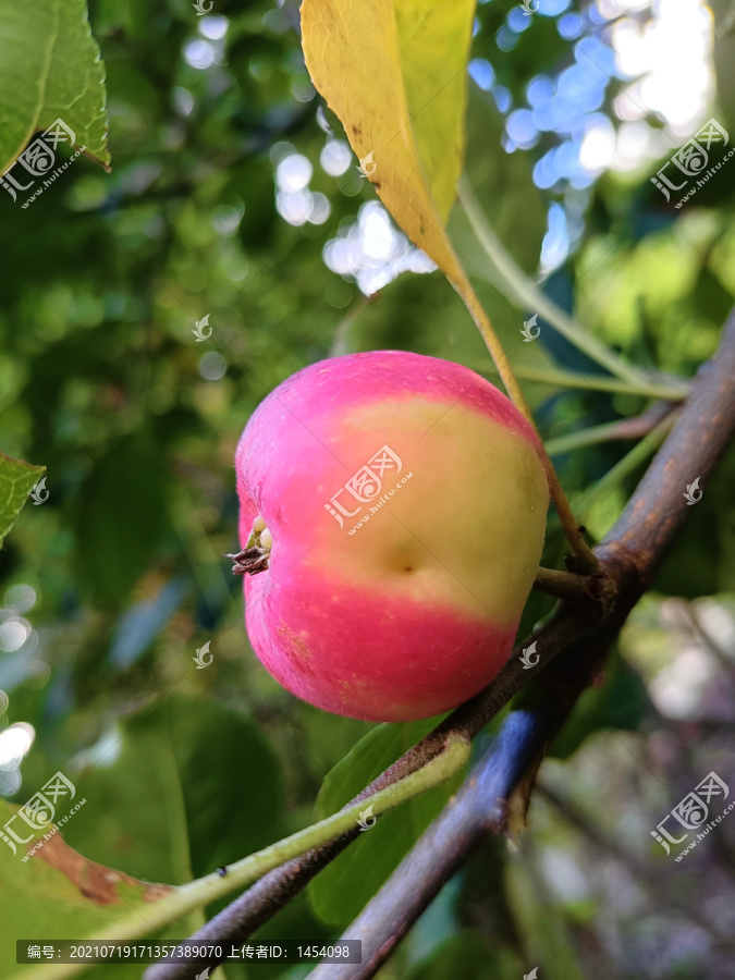 花红果沙果