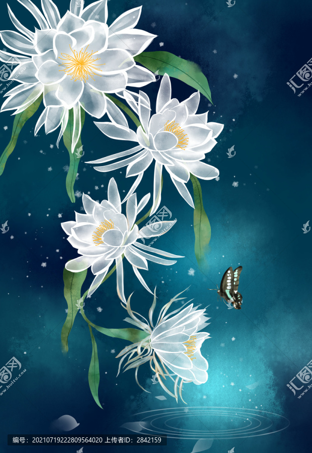 手繪曇花插畫(huà)