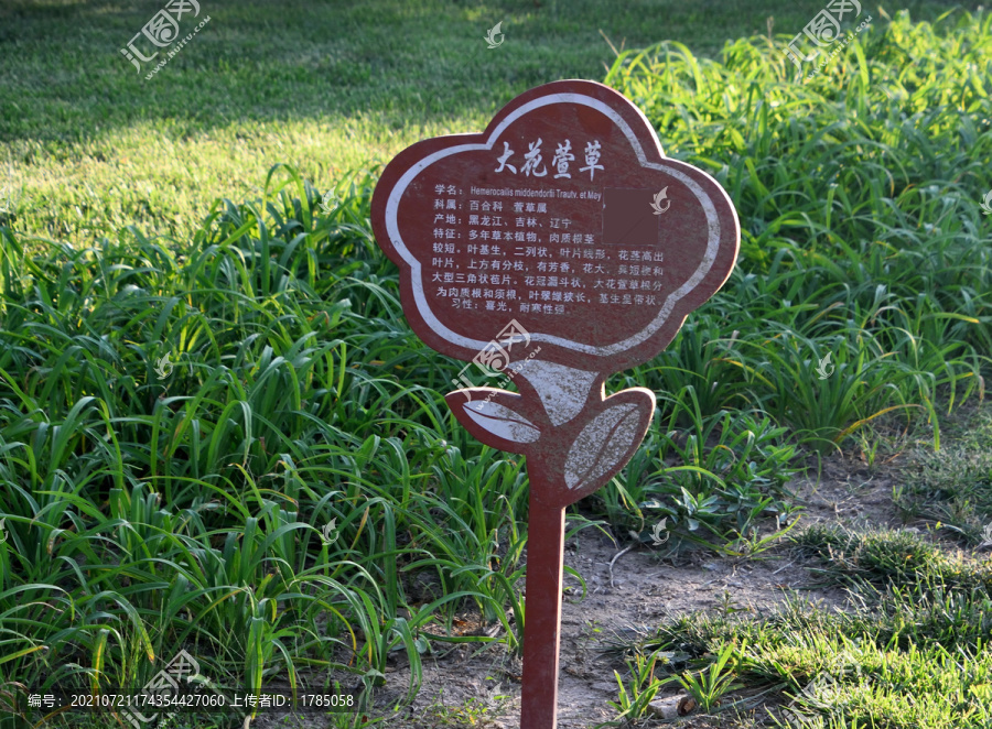 大花萱草标牌