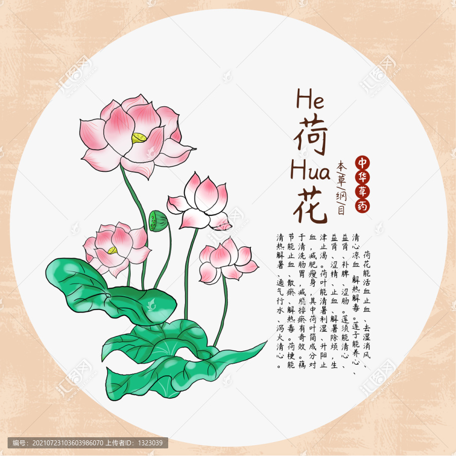 荷花