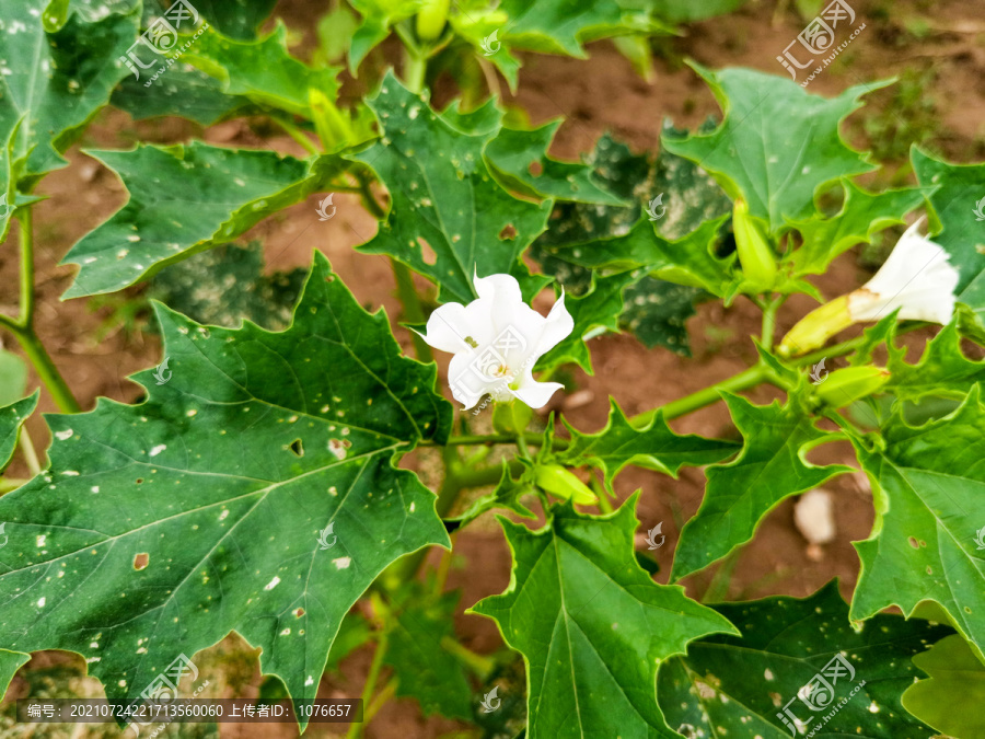 紫花重瓣曼陀罗