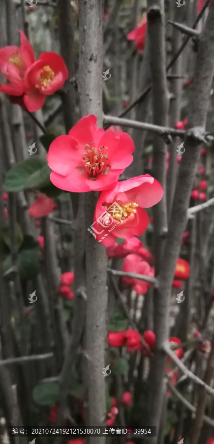 海棠花红色的花园艺花卉