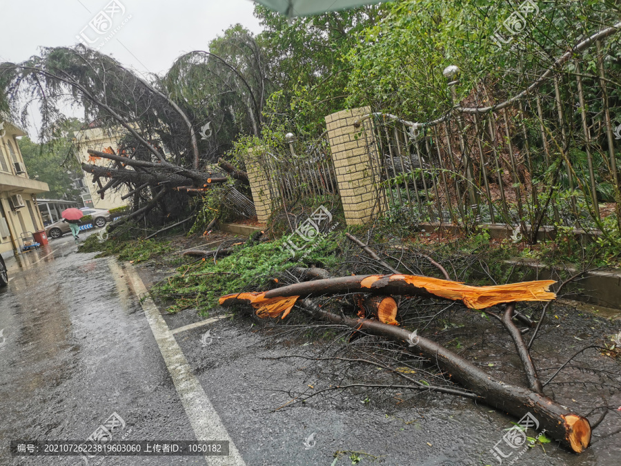 台风刮倒的大树