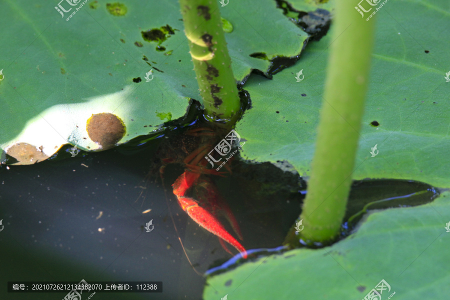 海虾龙虾美食美味海鲜生鲜