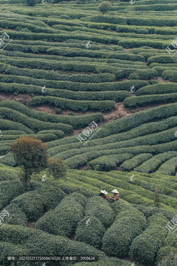 綠茶茶園