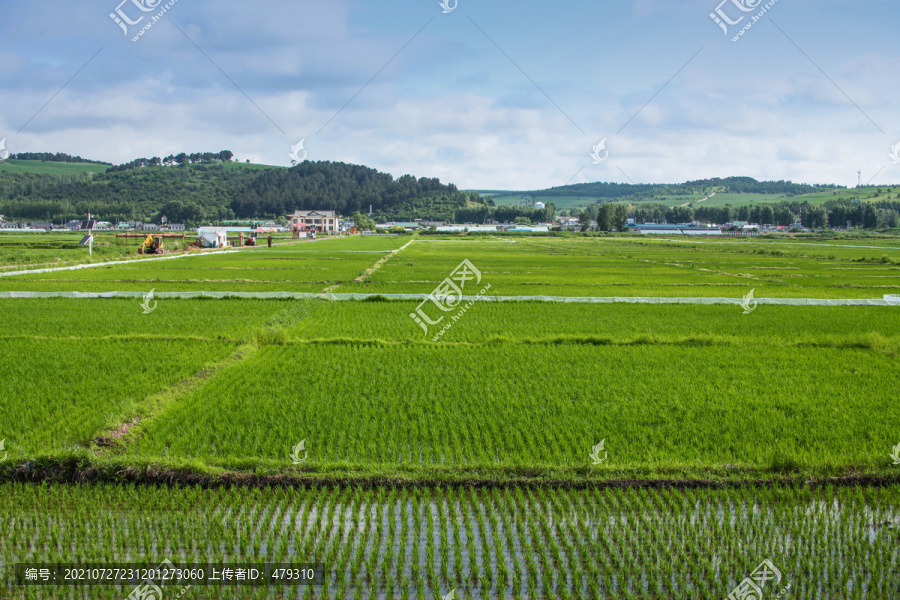 水稻田