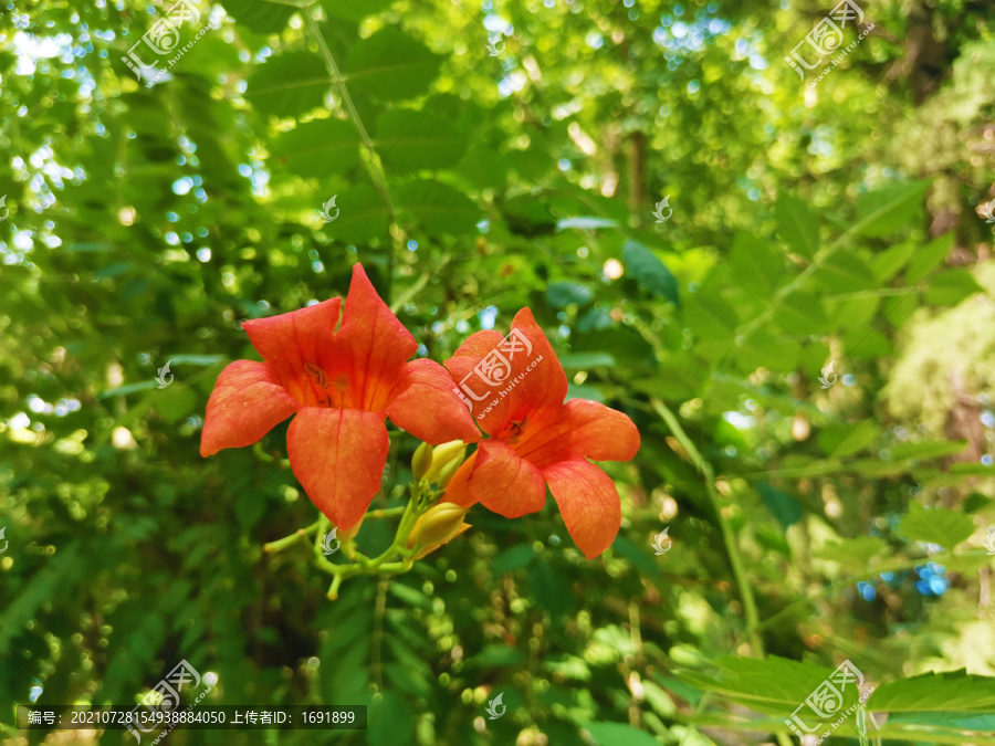 凌霄花