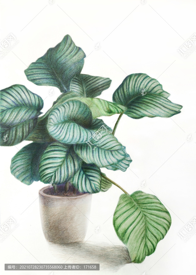 綠色賞葉植物手繪插畫竹芋