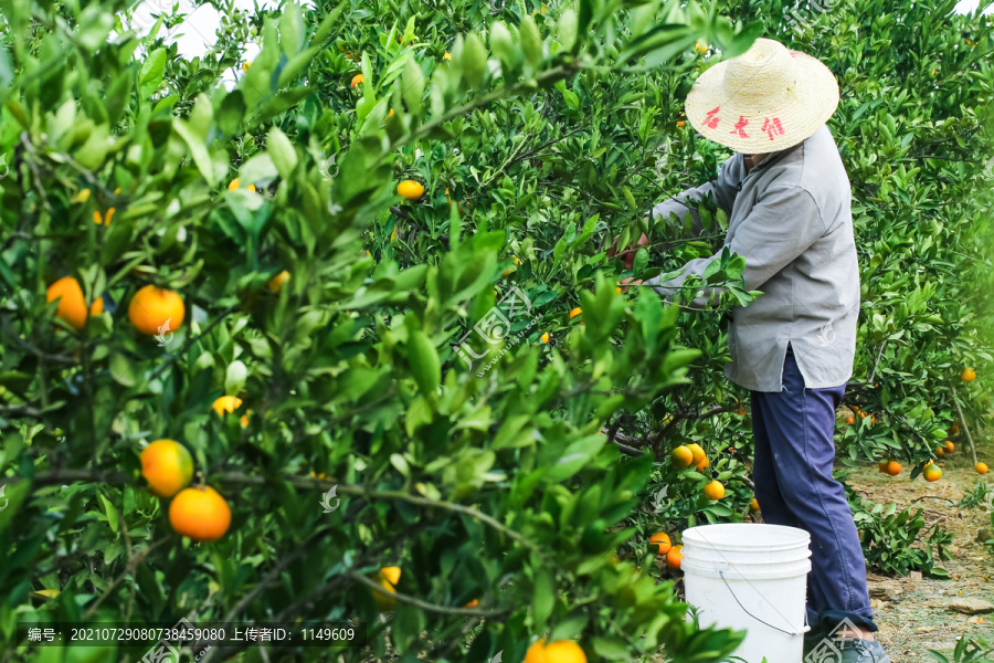 农民正在摘橘子