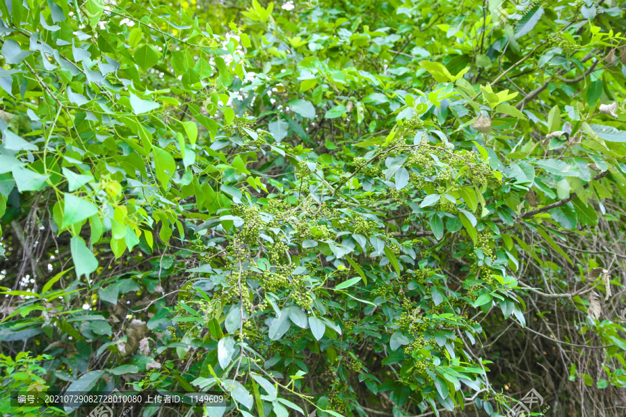 樹(shù)上的花椒