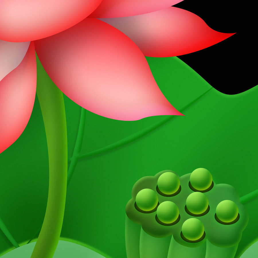 荷花