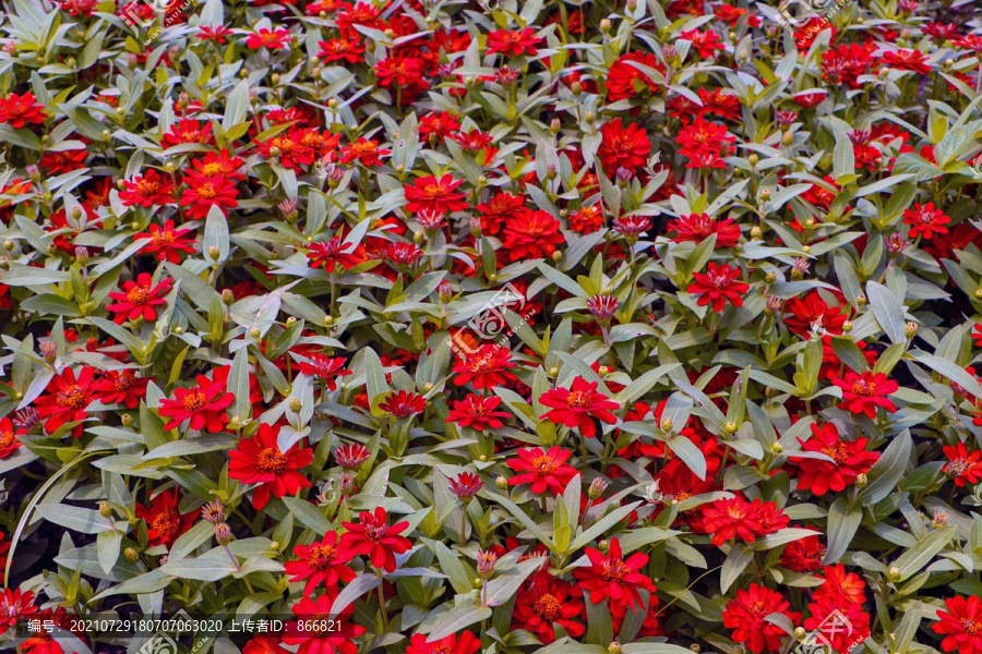 红色百日菊
