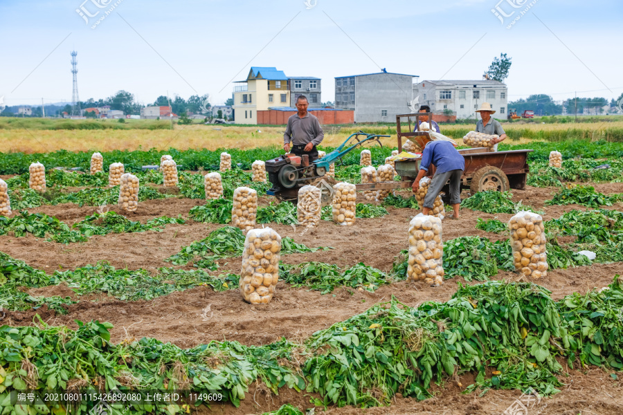 农民正在收土豆