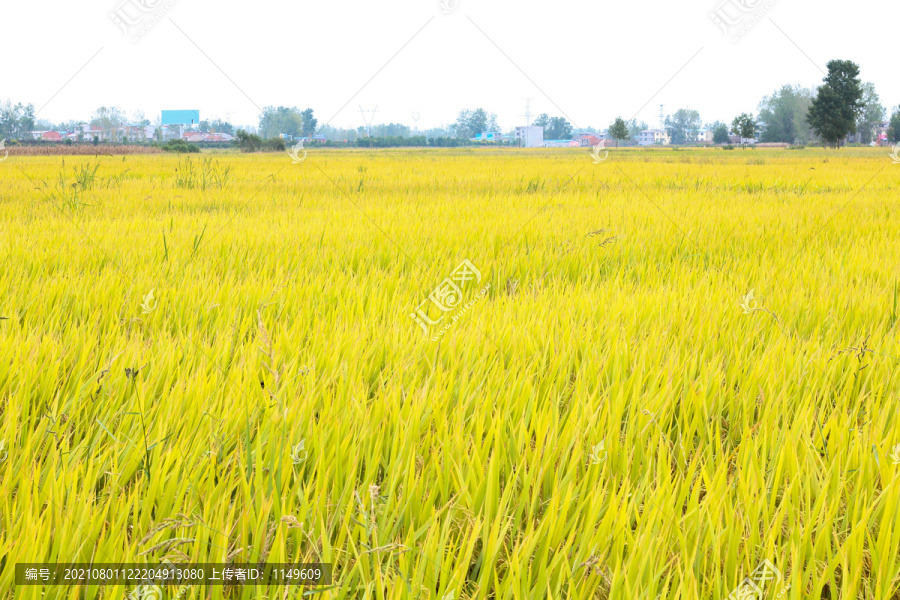 田里的稻谷