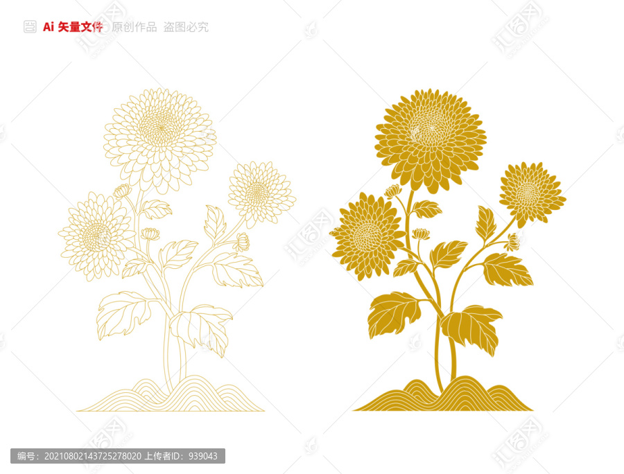 杭白菊矢量
