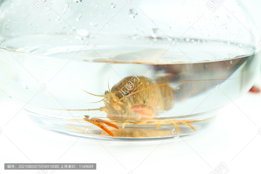 白底上的水缸里放着一只龙虾