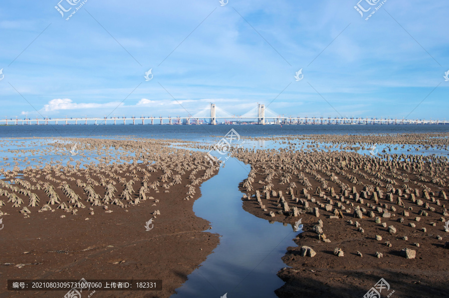 泉州湾湿地滩涂海景