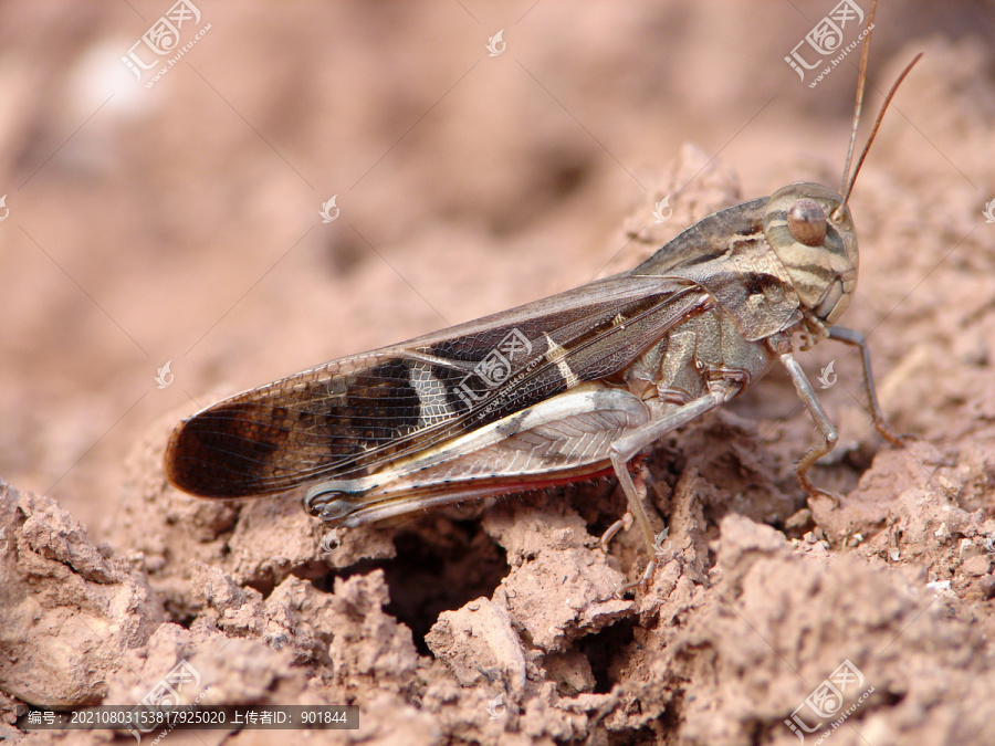隐藏在褐色泥土里的一只蝗虫