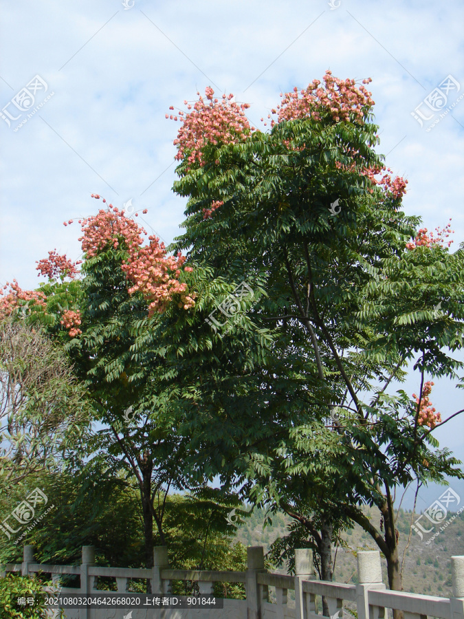 复羽叶栾树的花期