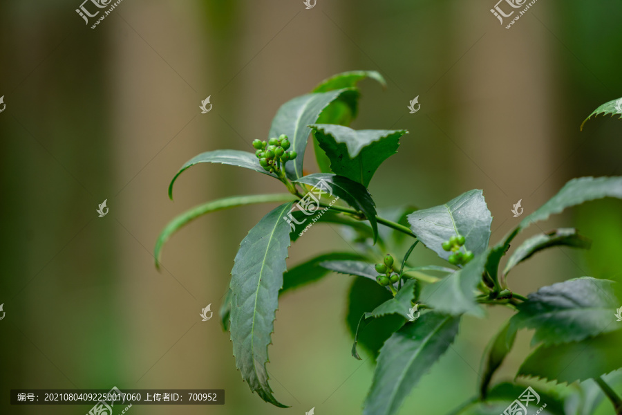 草珊瑚