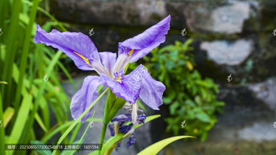 马兰花