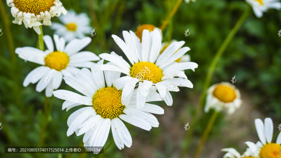 小雏菊