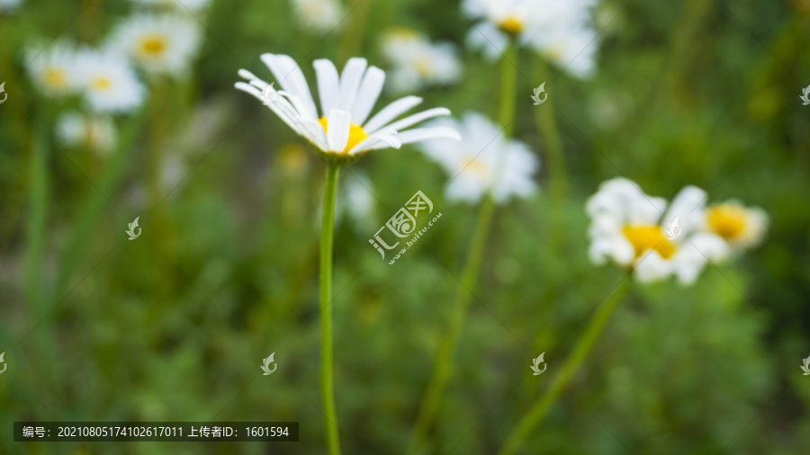 小雏菊