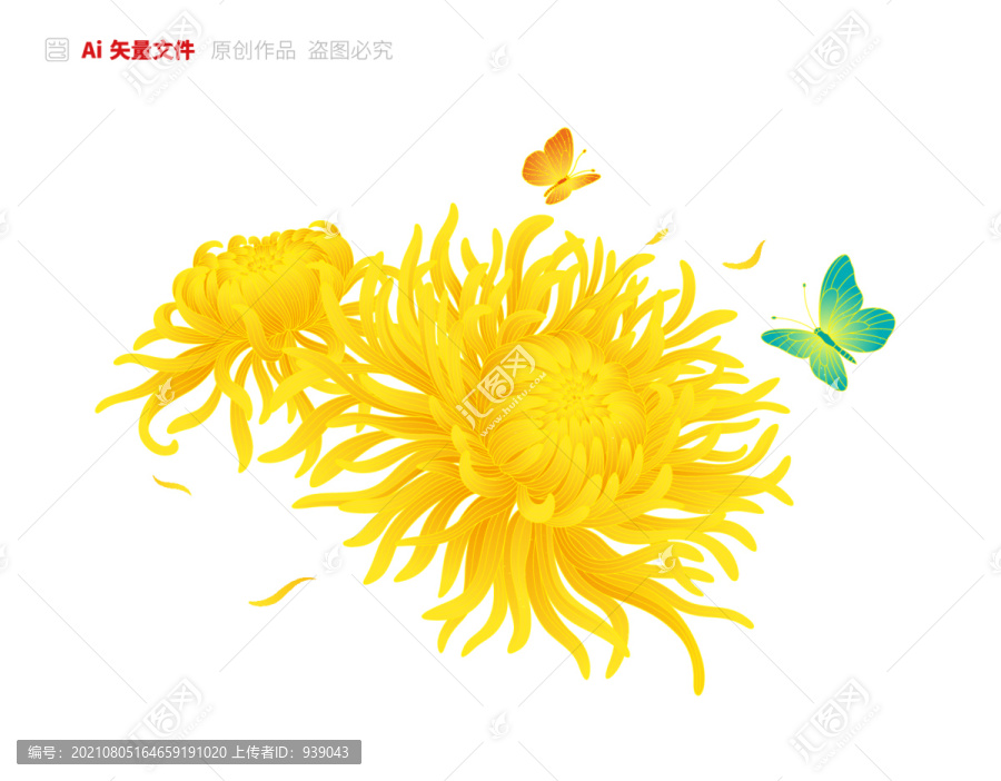 金絲皇菊