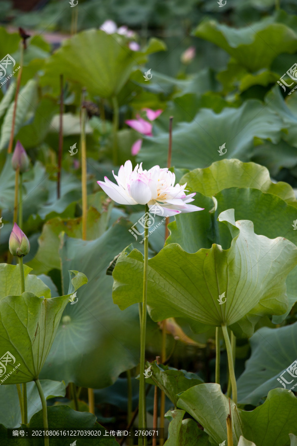 夏季盛开的莲花