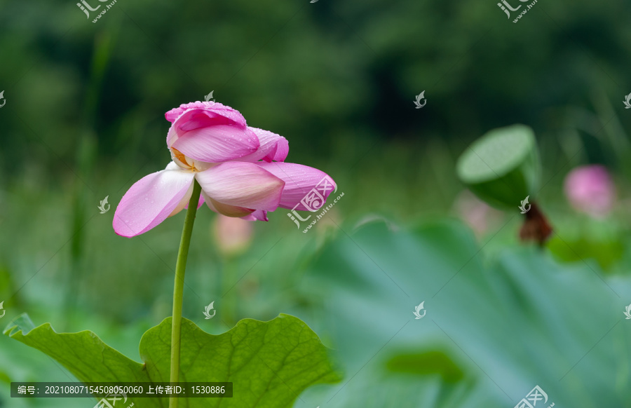 大雨过后的荷花