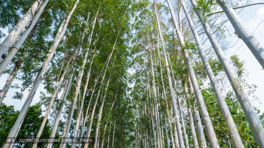 林荫小路阳光桉树林