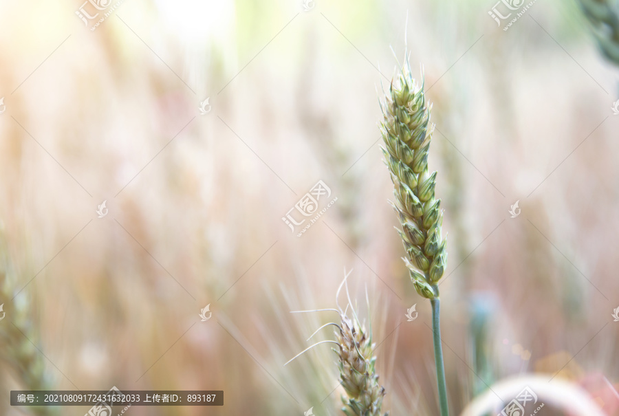 夏天户外田里即将成熟的小麦麦穗