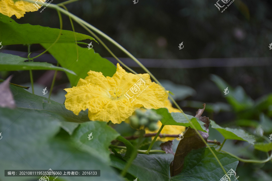 丝瓜花