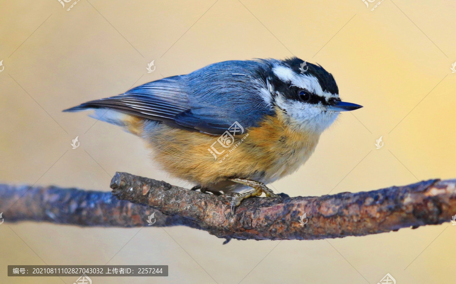 黑頭鳾
