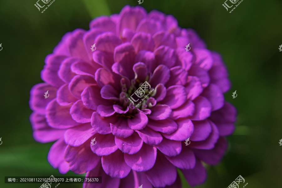 格桑花