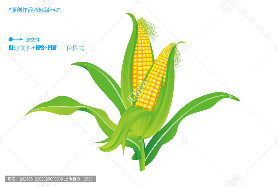 玉米