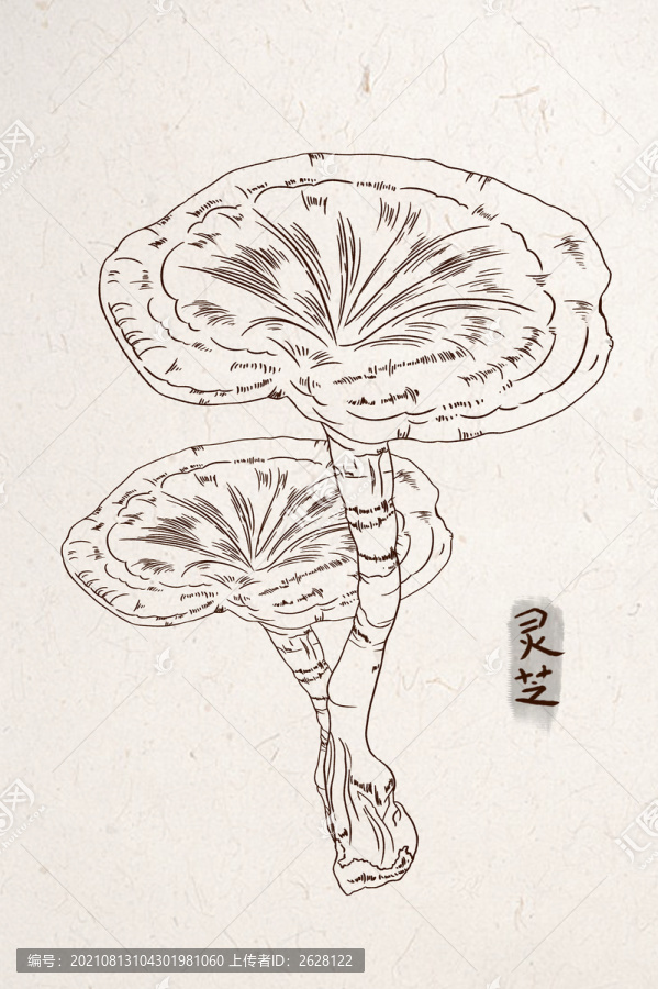 線描靈芝