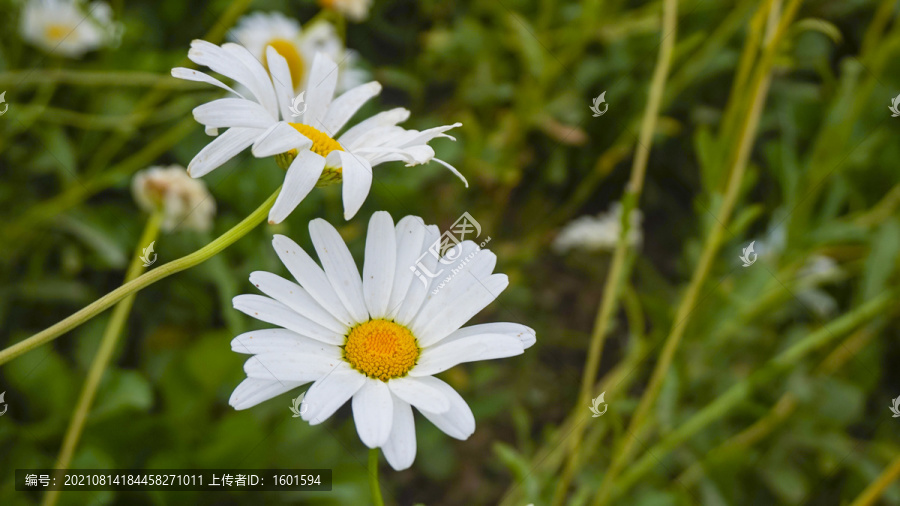 雏菊