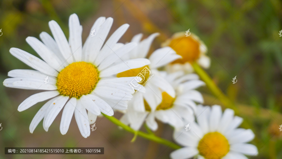 小雏菊