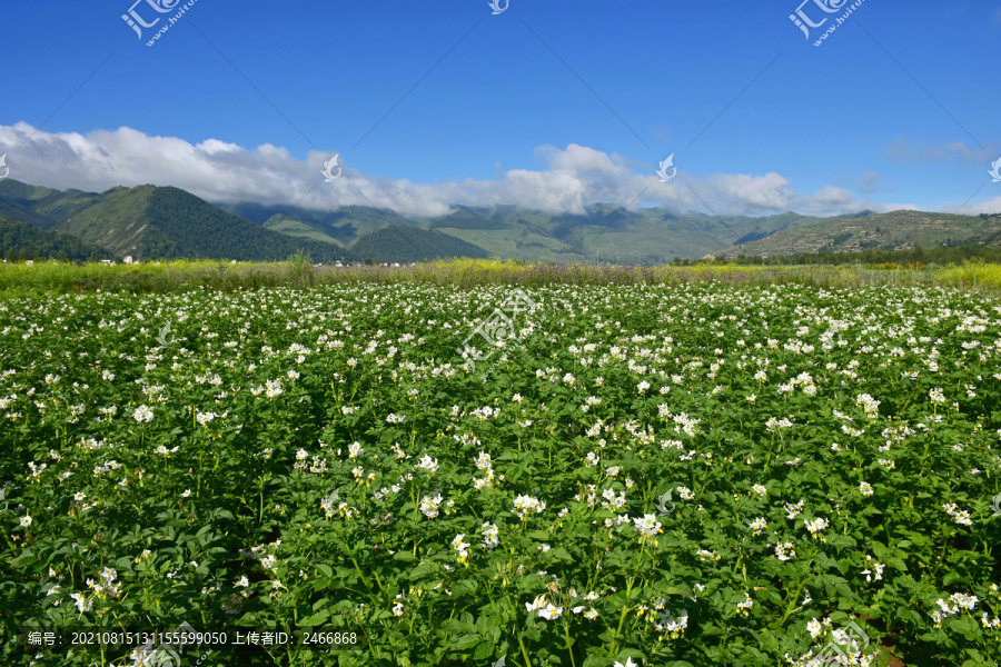 洋芋花