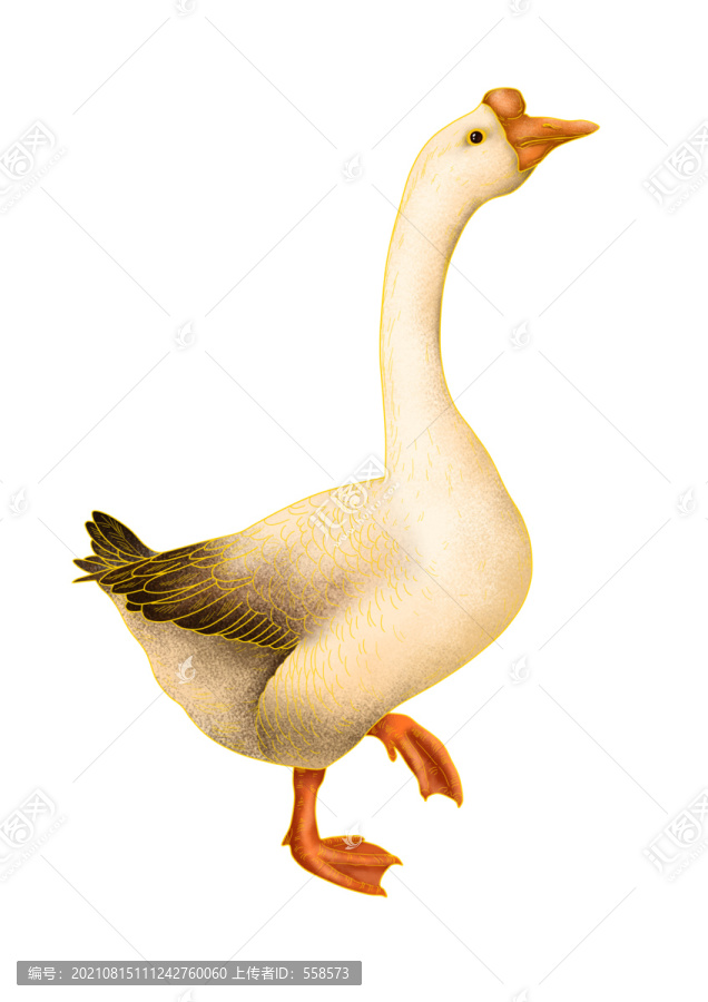 鵝