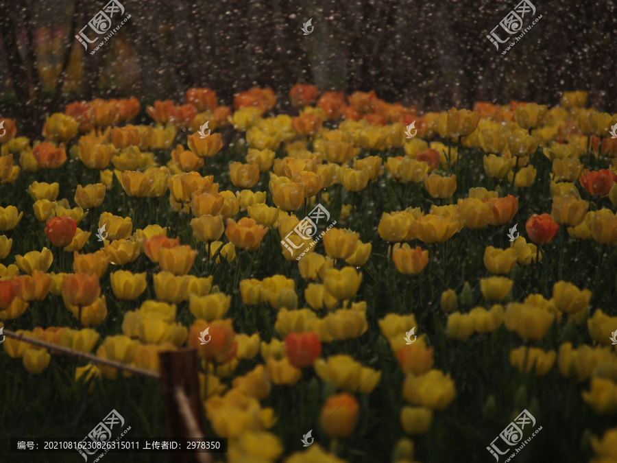 郁金香花海