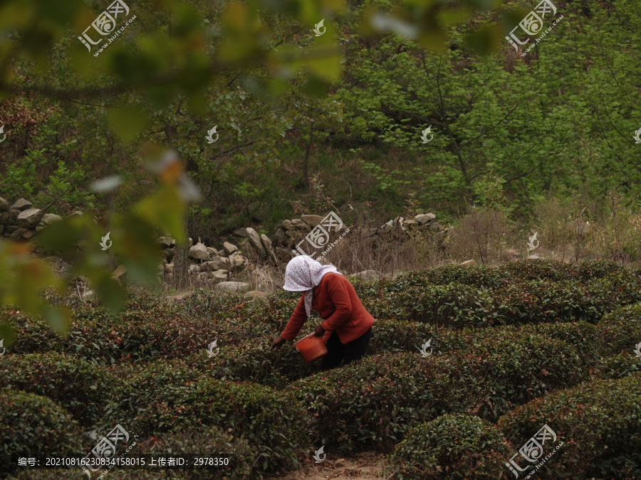 茶园采茶原生态非摆拍