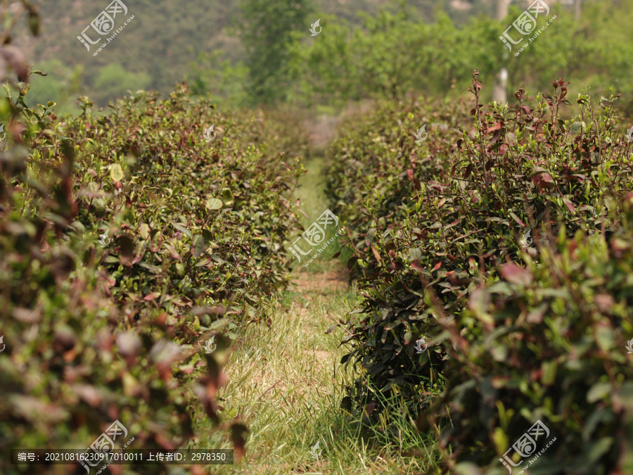 茶园原生态茶园