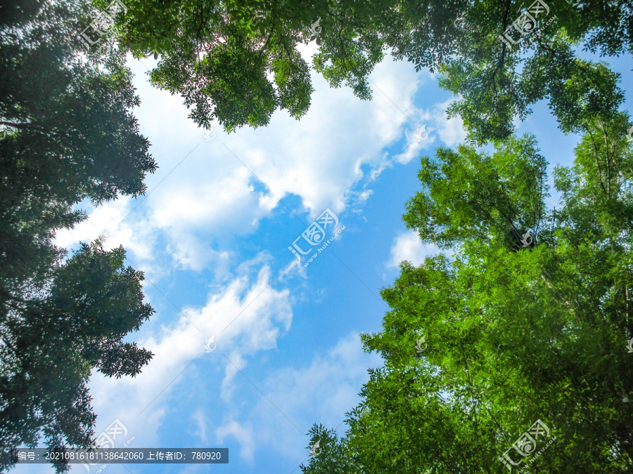 天空树叶绿色森林