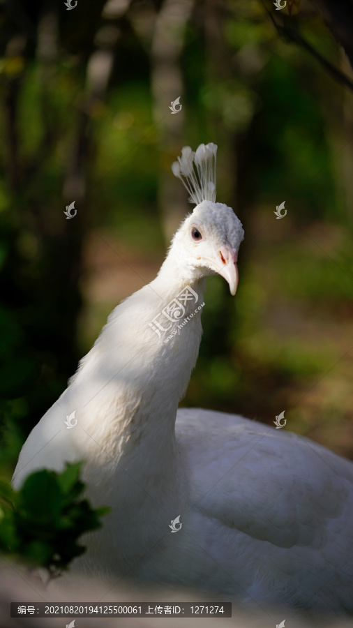 白孔雀