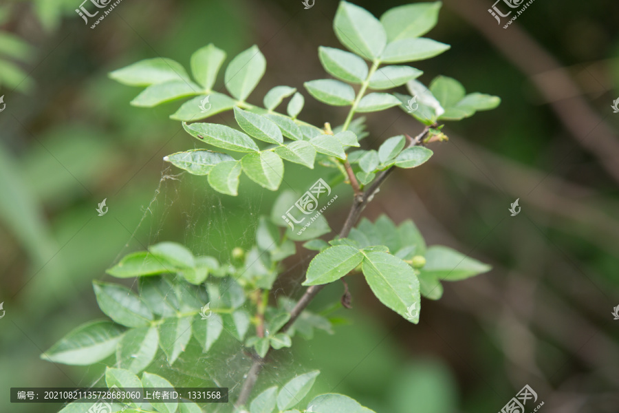 花椒园里种植的青花椒