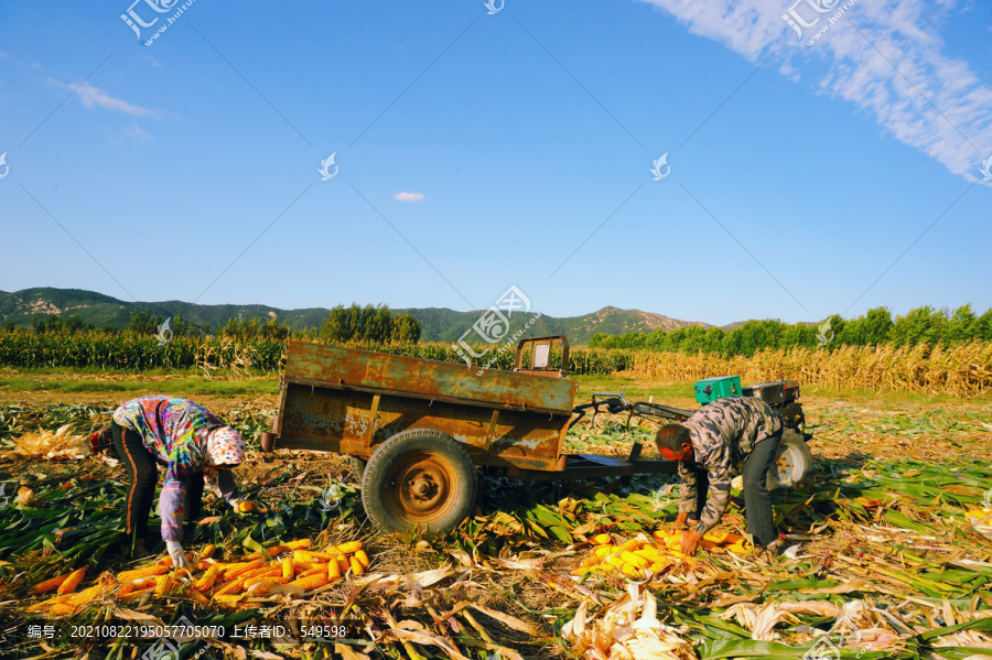 农民收玉米