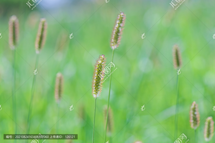 狗尾草